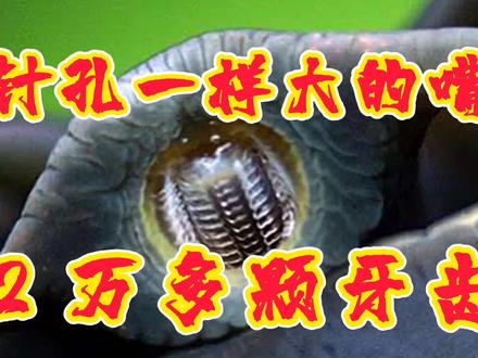 针孔一样大的嘴里长子2万多颗牙齿,自然界的神奇生物,了解一下 #蜗牛 #奇妙的动物 #科普一下 #冷知识 #牙齿