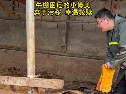 只因嘴歪被抛弃在牛圈,获救后才知并非天生,狗狗的遭遇让人心疼 #流浪狗 #救助流浪动物