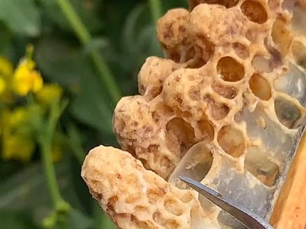 蜂王小时候的样子#蜂王胎 #大自然的搬运工