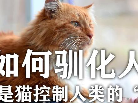 猫是如何驯化人类的?弓形虫是猫控制人类的“武器”(2)