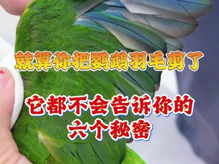 就算你把鹦鹉的羽毛剪了,它也不会告诉你的六个秘密。#鹦鹉 #鹦鹉日常 #萌宠出道计划 #宠物知识小课堂