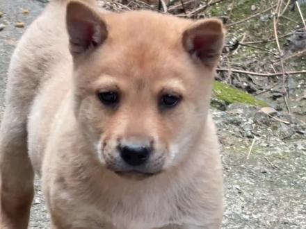 为什么土狗不咬鸡 #中华田园犬广西土猎犬 #广西猎犬 #农村土狗 #最萌中华田园犬 #忠实的狗狗