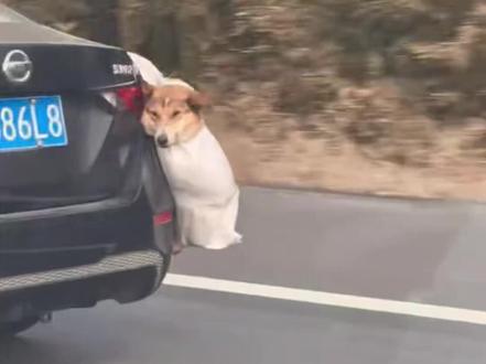 第一批春运回家过年的狗狗已准备就绪#回家过年 #回家 #萌宠 #过年氛围提前搞起来了 #第一批春运回家的宠物 你们都是怎么带宠物回家的?