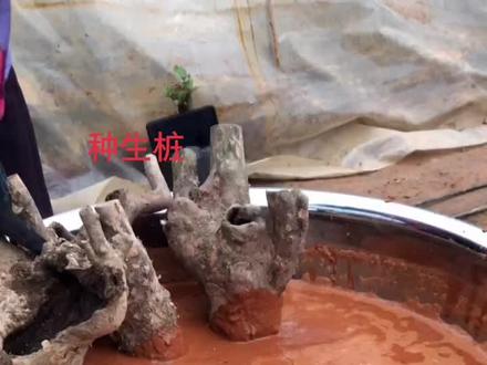 种生桩的方法,用含沙性的微酸性山土种好,种好后用水浇透土壤,用薄膜密封起来,静等出芽#树桩盆景 @DOU+小助