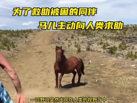 #暖心的一幕#救助野生动物 #野马救助