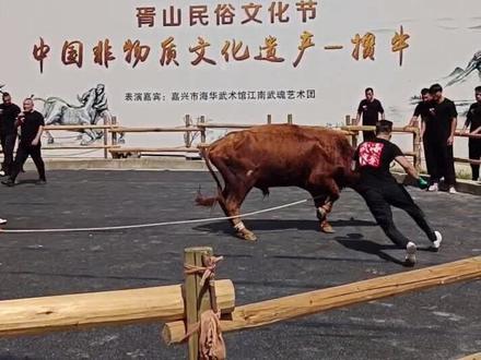 胥山民俗文化节,中国非物质文化遗产一一掼牛