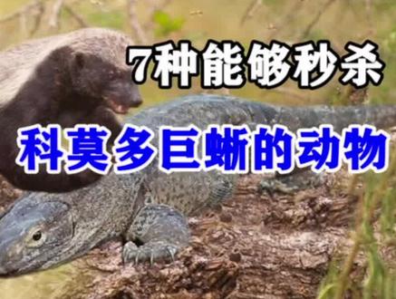 7种能够轻松秒杀科莫多巨蜥的动物,平头哥高居第2,那老虎呢?#动物世界 #动物 #老虎 #巨蜥 #狮子 #豹子 #河马 #下集更精彩 #坚持看到最后