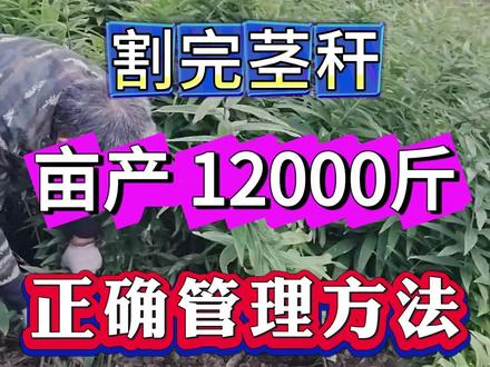 黄精割茎秆亩产12000斤,正确的使用方法 #白术种植#黄精种子#黄精种植 #百合种植 #三七种植 #药材种植 #黄精苗#白芨 #当归种植#黄芩#农业种植 #重楼种植 #葛根种植