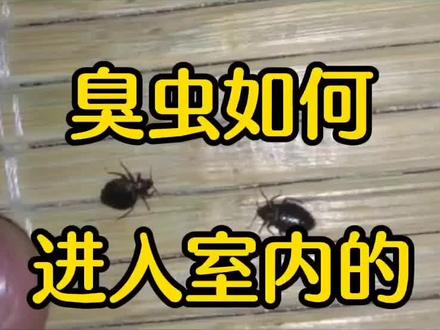 臭虫如何进入室内的?臭虫是怎么进到家里的?#臭虫药 #除臭虫 #灭臭虫 #臭虫克星 #臭虫 #灭臭虫神器