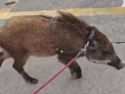 野猪每天来“蹭吃蹭喝”,被男子收养取名为“面条”,"它比较温顺没什么攻击性”⑬#野猪 #宠物