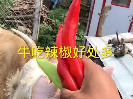 牛吃辣椒好处多#养牛人 #科学养牛 #养牛 #牛羊养殖