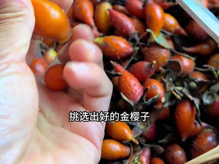 新鲜的金樱子泡酒,争议最大的就是去籽,三蒸三晒,选择干的还是新鲜的好,其实只要是成熟的红果泡出来的口感甘甜,才不会涩口#农村生活#野果