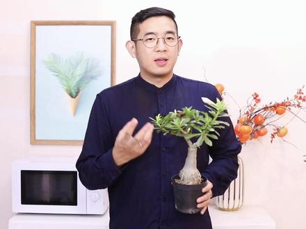 沙漠玫瑰怎么养?园艺师教你,沙漠玫瑰的详细养护技巧