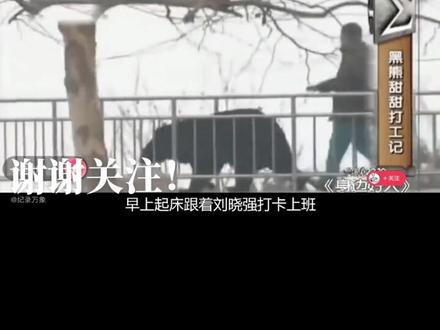 见过每天上班打卡的大黑熊,喝酒,直立行走,与人勾肩搭背的熊吗?#野生动物保护