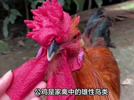 揭秘:没有生殖器官的公鸡,到底是怎么完成交配的?