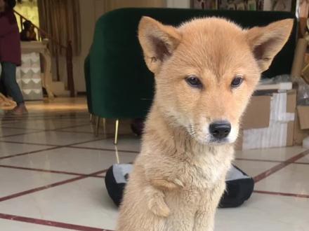 多宝是天生的没有前腿,没有人虐待它,请看看它的前腿,没有任何的疤痕,纯碎是发育不良。前主人也照顾的很好,估计他遗弃多宝的时候,内心是挣扎和难过的。所以多宝信任人类,眼睛像宝石一样明亮,喜欢粘人,爱干净。最近也越来越调皮了,别看它没有前腿,和原住民土豆打起架来,灵活的很,并且还开发出制服土豆的绝招。另外,多宝大部分时间是趴着的,不会一直走路,不会对它的身体有影响,再说等多宝长大点,我就会给它订制一辆前腿支架。多宝是个励志的狗子,有顽强的生命力,虽然出生时就没有前腿,却凭借自己顽强的意志学会两条腿走路,学会做下。狗子况且如此顽强有韧性,我们人类更要努力💪!加油啊,多宝!!