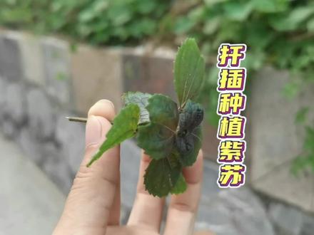邻居家随手掰一个紫苏枝条,扦插到花盆里能成活吗?2周后有惊喜 #扦插技术 #扦插育苗 #紫苏炒田螺 #紫苏种植方法
