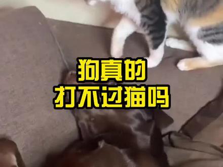 狗真的打不过猫吗?#狗狗#猫狗对视 ##萌宠