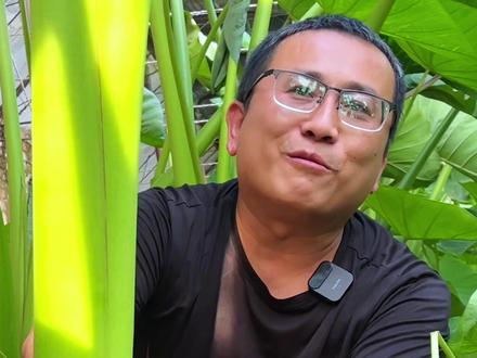 咱北京的荔浦芋头就要能挖了#荔浦芋头 #记录真实生活 #农场日记 #私家菜园 #拿捏秋日的轻盈感