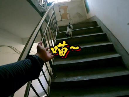 喊破喉咙也不开门,原来我又走错咧😂#人类饲养员