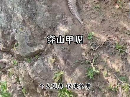 聊聊穿山甲,仅仅是自身视角分享,并无不良引导! 关爱野生动物,人人有责!#中药发展 #动物类中药材 #穿山甲 #老药工传承
