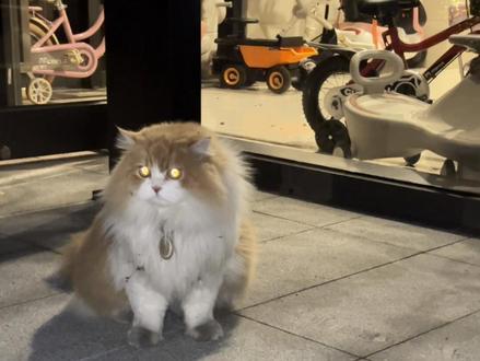 不知道咪今晚去哪玩了,怎么手脚这么黑啊哈哈哈哈哈 ,2026第一条视频,祝大家健康、顺利!#狗狗 #萌宠出道计划 #萌宠 #猫咪 #2026