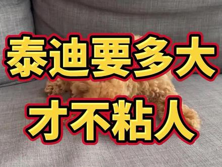 泰迪要多大才不粘人#萌宠 #宠物 #泰迪