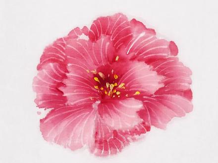 国画芙蓉花详细教程#传统文化 #国画 #画画