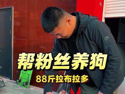 春节不能带狗回家过年,帮粉丝姐姐养狗,出发横店接十五,15是一条五岁半的拉布拉多,体重八十八斤,从小到大就叫过两声,特别安静的狗#拉布拉多 #接狗 #养狗养出了养孩子的味道 #卢比特 #这个世界不能没有小狗