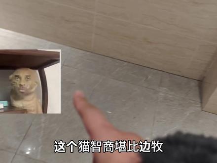 此猫智商堪比成年边牧这一块./