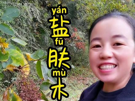 盐肤木,被称之为世界上最咸的树,我们当地叫泡木子,你了解吗?#一日一植物 #略阳植物志