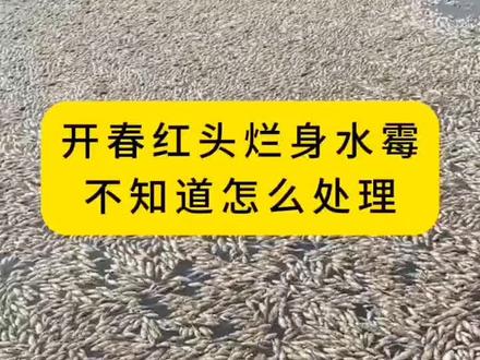 #水霉 #水霉病 #水霉来了怎么解决 #鲫鱼红头红嘴 #草鱼烂身