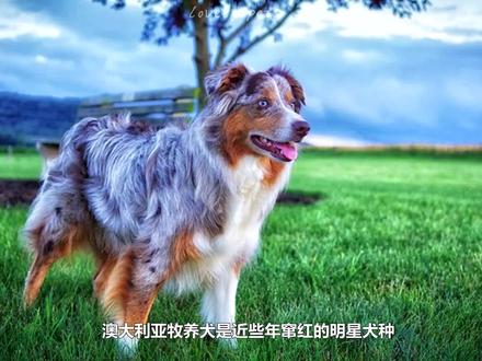 怕养边牧?来了解一下澳牧吧(上)#澳大利亚牧羊犬
