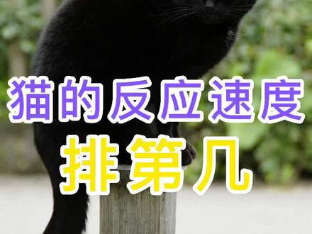 猫的反应速度排第几#猫咪日常 #猫咪的迷惑行为 #猫咪 反应速度