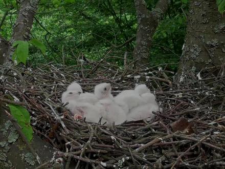 雀鹰捕杀鸟类 拔光毛喂食五只幼崽
