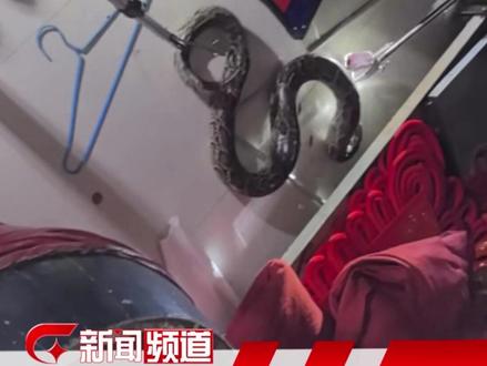 崇左消防又抓蛇了!网友:再次证实了 崇左消防怕蛇 #崇左消防抓蛇