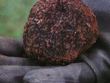 黑松露为啥这么贵,为何在中国沦为猪饲料? #科普一下 #黑松露