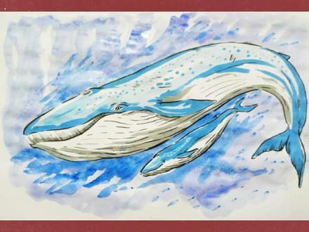 手绘动物之蓝鲸#画画#绘画#动物#鲸鱼#蓝鲸 #绘画过程