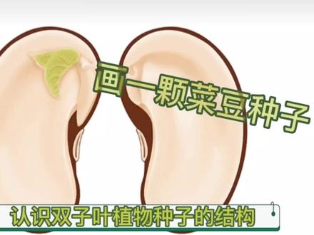 画一颗菜豆种子,认识双子叶植物种子的结构 #简笔画 #生物画图 #菜豆种子 #双子叶植物