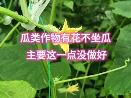 瓜类作物开花就是坐不住瓜,主要原因就是这点没做好
