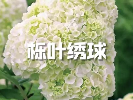 栎叶绣球和声 红宝石拖鞋