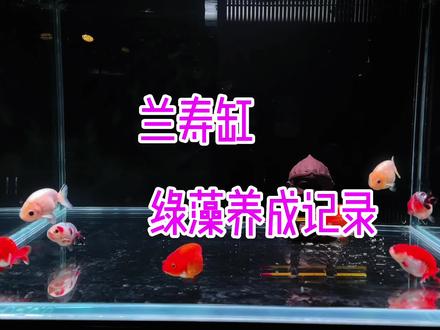 第一次尝试裸缸爆藻 记录一周的过程 感觉还有希望😏#兰寿 #鱼缸过滤 #绿藻