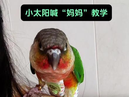 小太阳学说话教学视频 小太阳喊妈妈教学音频给你家鸟宝听吧#养鹦鹉🦜 #我和我的鹦鹉 #鹦鹉说话 #小太阳鹦鹉说话 #鹦鹉日常