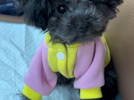 五个月灰泰迪变形记!剪毛翻车变“方脸怪”,随地大小便训练崩溃…这波操作我人麻了! #灰泰迪 #萌宠翻车 #养狗破防瞬间#小体泰迪#萌宠出道计划