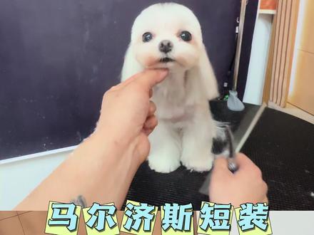 马尔济斯剪毛短装造型演示新手教程 #宠物美容日记 #马尔济斯 #宠物美容造型 #马尔济斯美容 #鸡蛋头