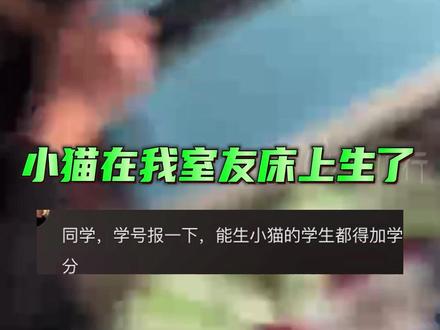 学校的野猫在男寝分娩,整个寝室沸腾“小猫在我室友床上生了!”#野猫 (视频来源@_70