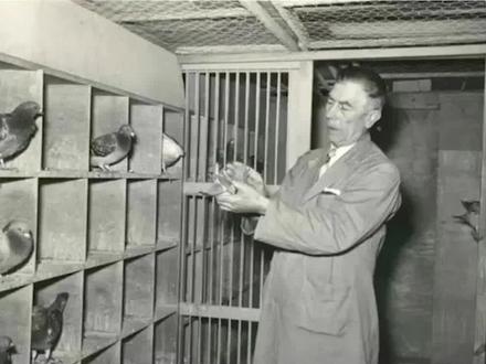 能赢詹森是有渊源的#信鸽赛鸽 #赛鸽运动