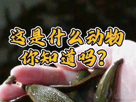 这是什么动物 你知道吗? #环节动物 #梅县畲江