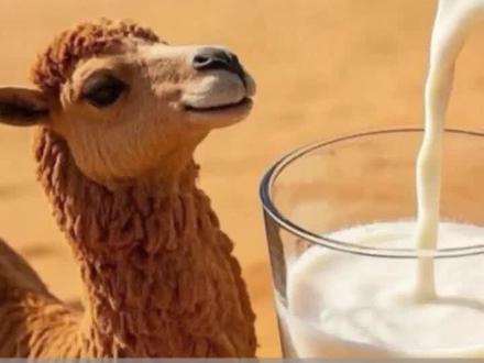 骆驼奶粉:千万粉丝大主播翻车了!驼奶粉是智商税吗?畜牧业从业人员告诉你真相!#驼奶粉 #相宜 #东方甄选 #牛奶 #揭露真相