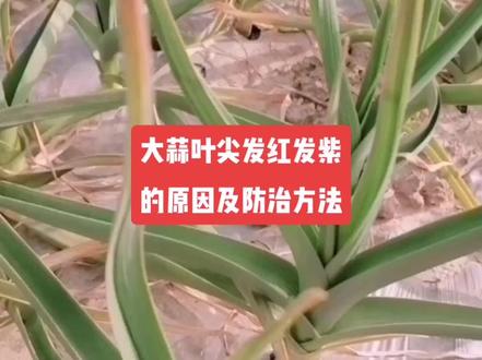 大蒜叶尖发红发紫的原因及防治方法#大蒜